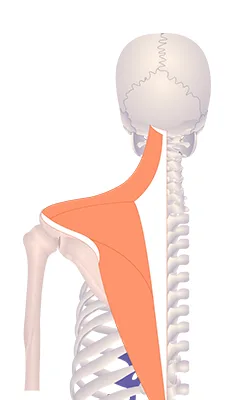 – Brookfield Chiropractor