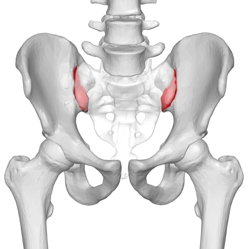 – Brookfield Chiropractor