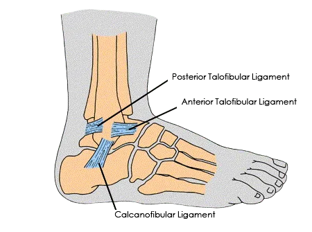 – Brookfield Chiropractor