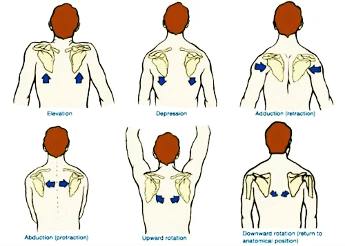 – Brookfield Chiropractor