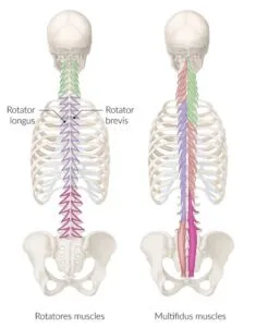 multifidus and rotatores muscles