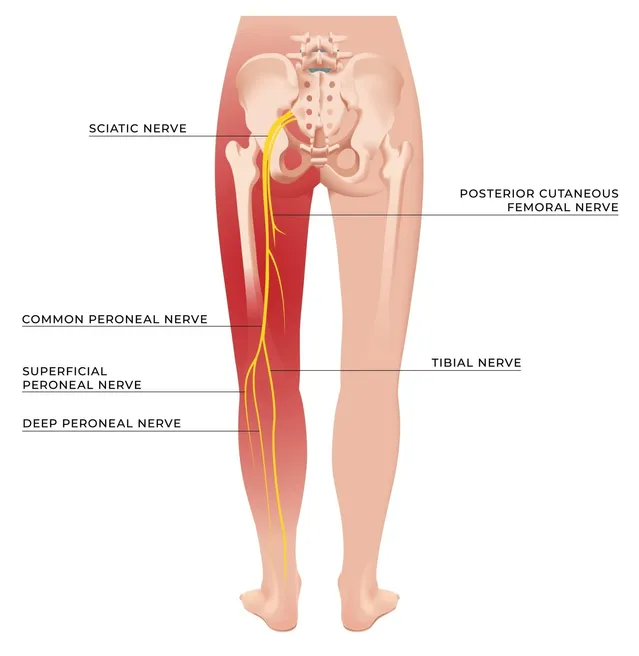 – Brookfield Chiropractor